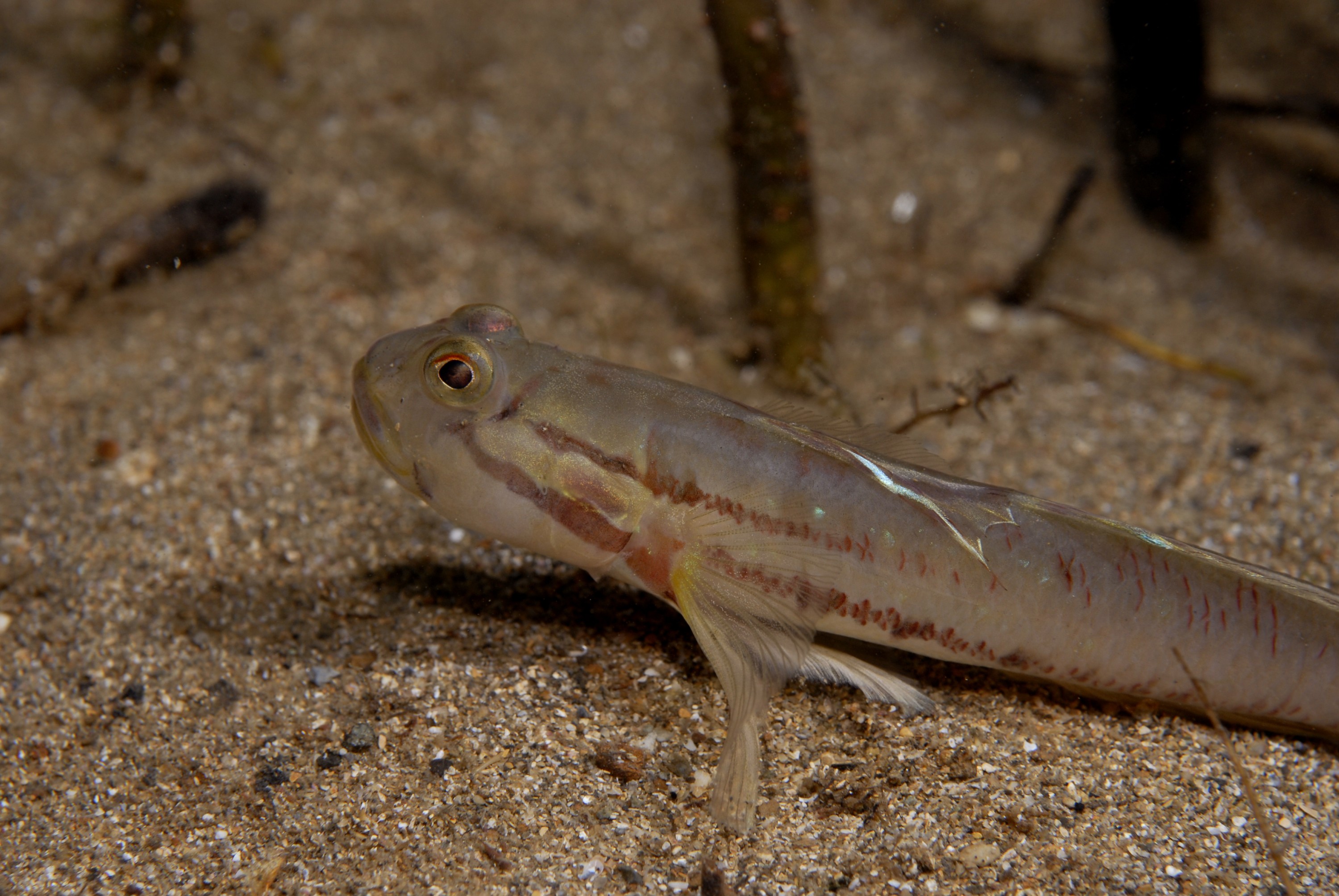 _JFG5351 – crispin, nz, new, zealand, new zealand, aug16_cm, Australian, bridled, goby, Arenigobius, bifrenatus, introduced, pest,